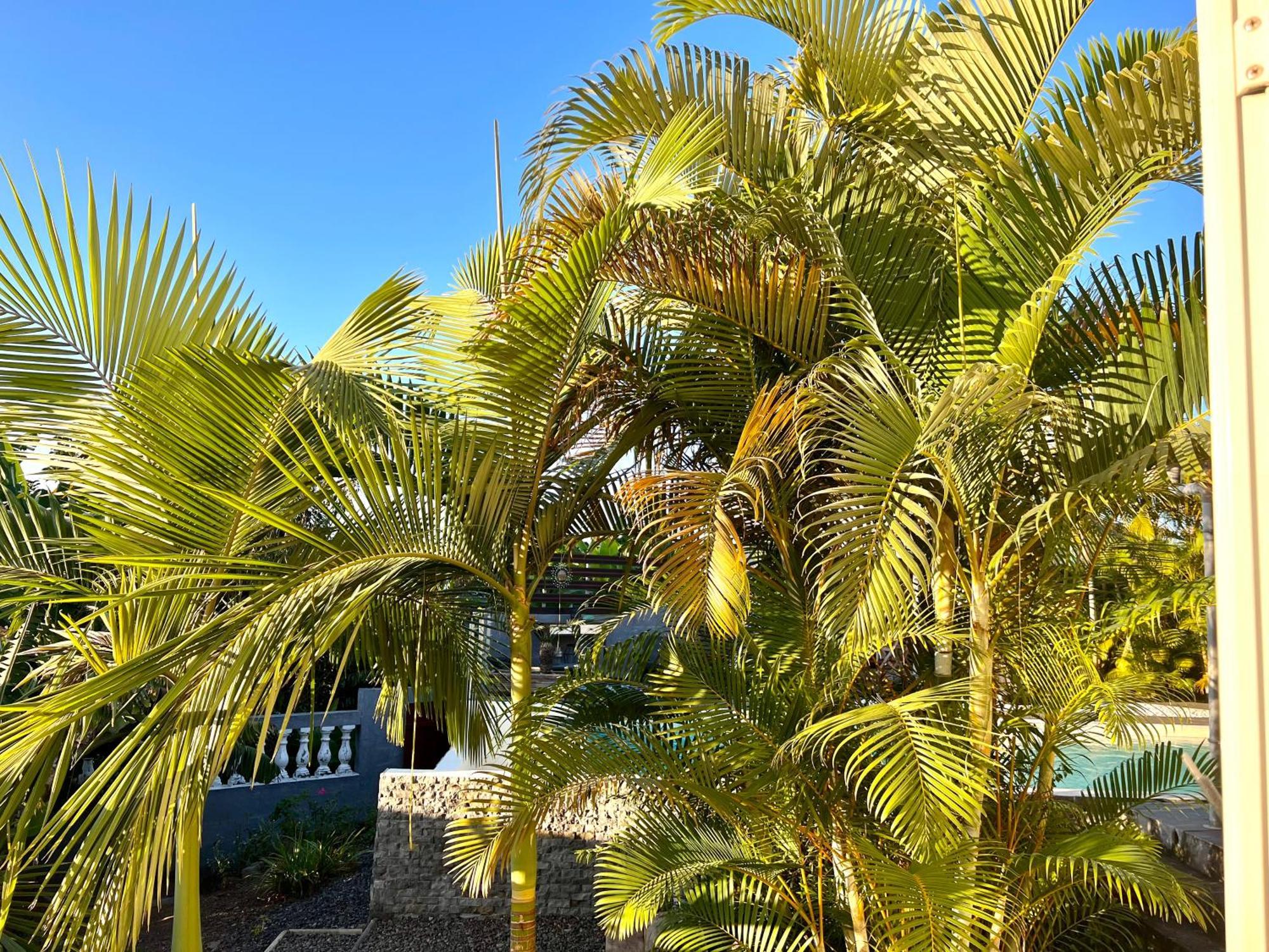 Villa Ti Moon, Entre Deux, Piscine Exteriör bild